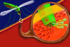 The malaria monsters are released into the bloodstream